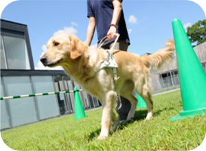 日本盲導犬協会への支援活動
