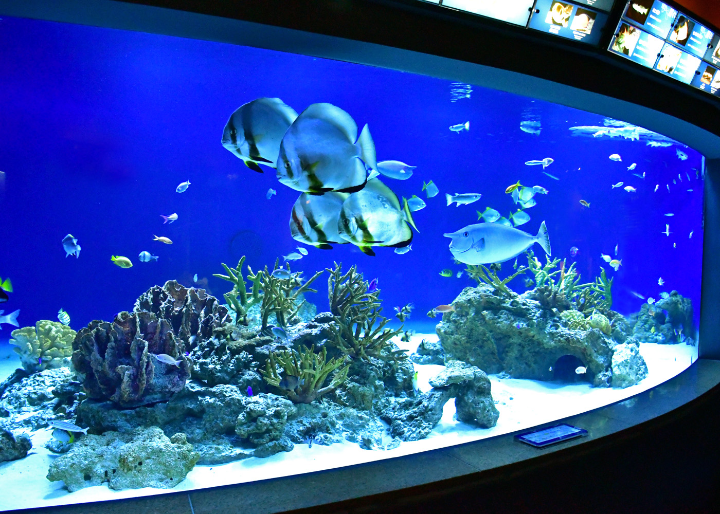 トロピカル水槽2（新江ノ島水族館）